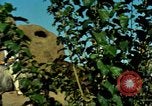 Image of American people and sports United States USA, 1965, second 45 stock footage video 65675034054