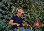 Image of Farmers on fields United States USA, 1965, second 20 stock footage video 65675034058