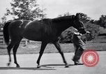 Image of race horse War Admiral Lexington Kentucky USA, 1939, second 5 stock footage video 65675034130