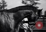 Image of race horse War Admiral Lexington Kentucky USA, 1939, second 6 stock footage video 65675034130