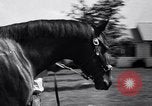 Image of race horse War Admiral Lexington Kentucky USA, 1939, second 9 stock footage video 65675034130