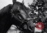 Image of race horse War Admiral Lexington Kentucky USA, 1939, second 11 stock footage video 65675034130