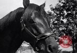 Image of race horse War Admiral Lexington Kentucky USA, 1939, second 12 stock footage video 65675034130