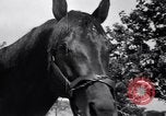 Image of race horse War Admiral Lexington Kentucky USA, 1939, second 13 stock footage video 65675034130