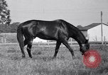 Image of race horse War Admiral Lexington Kentucky USA, 1939, second 14 stock footage video 65675034130