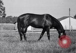 Image of race horse War Admiral Lexington Kentucky USA, 1939, second 15 stock footage video 65675034130