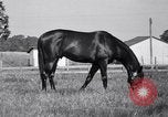 Image of race horse War Admiral Lexington Kentucky USA, 1939, second 16 stock footage video 65675034130