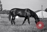 Image of race horse War Admiral Lexington Kentucky USA, 1939, second 17 stock footage video 65675034130