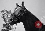 Image of race horse War Admiral Lexington Kentucky USA, 1939, second 18 stock footage video 65675034130