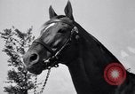 Image of race horse War Admiral Lexington Kentucky USA, 1939, second 19 stock footage video 65675034130