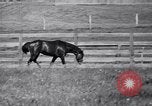 Image of race horse War Admiral Lexington Kentucky USA, 1939, second 21 stock footage video 65675034130