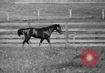 Image of race horse War Admiral Lexington Kentucky USA, 1939, second 22 stock footage video 65675034130