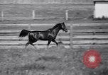 Image of race horse War Admiral Lexington Kentucky USA, 1939, second 23 stock footage video 65675034130