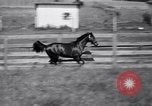 Image of race horse War Admiral Lexington Kentucky USA, 1939, second 24 stock footage video 65675034130