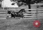 Image of race horse War Admiral Lexington Kentucky USA, 1939, second 25 stock footage video 65675034130