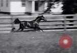 Image of race horse War Admiral Lexington Kentucky USA, 1939, second 26 stock footage video 65675034130
