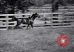 Image of race horse War Admiral Lexington Kentucky USA, 1939, second 27 stock footage video 65675034130