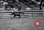 Image of race horse War Admiral Lexington Kentucky USA, 1939, second 29 stock footage video 65675034130