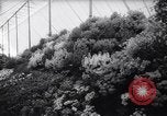 Image of Queen Elizabeth London England United Kingdom, 1961, second 39 stock footage video 65675034140