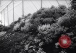 Image of Queen Elizabeth London England United Kingdom, 1961, second 40 stock footage video 65675034140