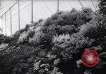 Image of Queen Elizabeth London England United Kingdom, 1961, second 41 stock footage video 65675034140