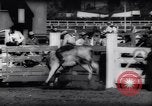 Immagine di Cavallo e bull ride San Jose California USA, 1961, secondo 43 filmato di repertorio 65675034156