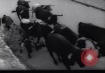 Immagine di La corrida Pamplona Spagna, 1961, secondo 14 filmato di repertorio 65675034174
