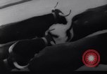 Immagine di La corrida Pamplona Spagna, 1961, secondo 15 filmato di repertorio 65675034174