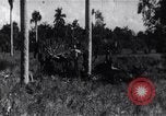Immagine di L invasione di Baia dei porci Jocuma Cuba, 1961, secondo 57 filmato di repertorio 65675034332