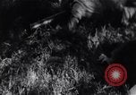 Image of Bay of Pigs invasion Cuba, 1961, second 35 stock footage video 65675034333