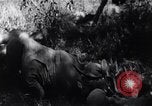 Image of Bay of Pigs invasion Cuba, 1961, second 40 stock footage video 65675034333