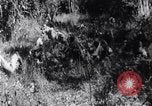 Image of Bay of Pigs invasion Cuba, 1961, second 43 stock footage video 65675034333