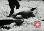 Image of German Stuka Ju 87 aircraft Germany, 1942, second 60 stock footage video 65675034449