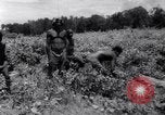 Standbild Nelson Rockefeller New Guinea, 1961, aus Sekunde 52 historischem Filmmaterial Videoclip 65675034494