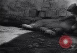 Image of battle of Malta Malta, 1942, second 52 stock footage video 65675034624