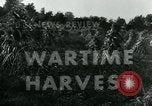 Image La récolte agricole aux Etats-Unis au cours d Seconde Guerre Mondiale United States USA, 1942, de la seconde 4 séquences d'archives historiques vidéo 65675034628