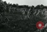 Image La récolte agricole aux Etats-Unis au cours d Seconde Guerre Mondiale United States USA, 1942, de la seconde 6 séquences d'archives historiques vidéo 65675034628