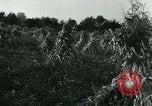 Image La récolte agricole aux Etats-Unis au cours d Seconde Guerre Mondiale United States USA, 1942, de la seconde 8 séquences d'archives historiques vidéo 65675034628