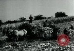 Image La récolte agricole aux Etats-Unis au cours d Seconde Guerre Mondiale United States USA, 1942, de la seconde 12 séquences d'archives historiques vidéo 65675034628