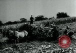 Image La récolte agricole aux Etats-Unis au cours d Seconde Guerre Mondiale United States USA, 1942, de la seconde 13 séquences d'archives historiques vidéo 65675034628