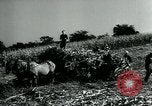 Image La récolte agricole aux Etats-Unis au cours d Seconde Guerre Mondiale United States USA, 1942, de la seconde 14 séquences d'archives historiques vidéo 65675034628