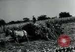 Image La récolte agricole aux Etats-Unis au cours d Seconde Guerre Mondiale United States USA, 1942, de la seconde 17 séquences d'archives historiques vidéo 65675034628