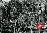 Image La récolte agricole aux Etats-Unis au cours d Seconde Guerre Mondiale United States USA, 1942, de la seconde 37 séquences d'archives historiques vidéo 65675034628