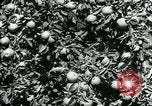 Image La récolte agricole aux Etats-Unis au cours d Seconde Guerre Mondiale United States USA, 1942, de la seconde 39 séquences d'archives historiques vidéo 65675034628