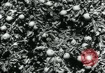 Image La récolte agricole aux Etats-Unis au cours d Seconde Guerre Mondiale United States USA, 1942, de la seconde 40 séquences d'archives historiques vidéo 65675034628
