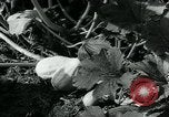 Image La récolte agricole aux Etats-Unis au cours d Seconde Guerre Mondiale United States USA, 1942, de la seconde 43 séquences d'archives historiques vidéo 65675034628