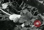 Image La récolte agricole aux Etats-Unis au cours d Seconde Guerre Mondiale United States USA, 1942, de la seconde 44 séquences d'archives historiques vidéo 65675034628