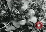 Image La récolte agricole aux Etats-Unis au cours d Seconde Guerre Mondiale United States USA, 1942, de la seconde 49 séquences d'archives historiques vidéo 65675034628