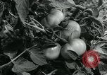 Image La récolte agricole aux Etats-Unis au cours d Seconde Guerre Mondiale United States USA, 1942, de la seconde 50 séquences d'archives historiques vidéo 65675034628