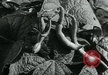 Image La récolte agricole aux Etats-Unis au cours d Seconde Guerre Mondiale United States USA, 1942, de la seconde 51 séquences d'archives historiques vidéo 65675034628
